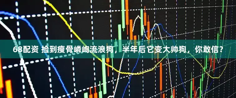 68配资 捡到瘦骨嶙峋流浪狗，半年后它变大帅狗，你敢信？