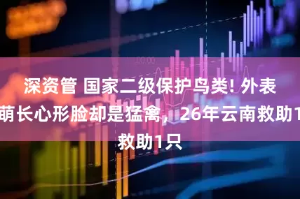 深资管 国家二级保护鸟类! 外表呆萌长心形脸却是猛禽，26年云南救助1只